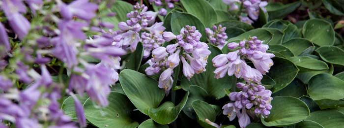 hosta kikutii bloom